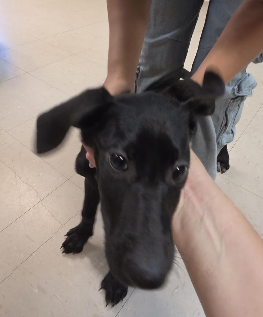 Umber, Adoptable, Puppy Female German Shepherd Dog & Mixed Breed.