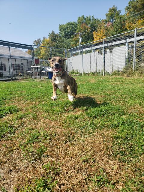 Enlarge Goose, a Adopted Pit Bull Terrier in Sprakers, NY image 1/1