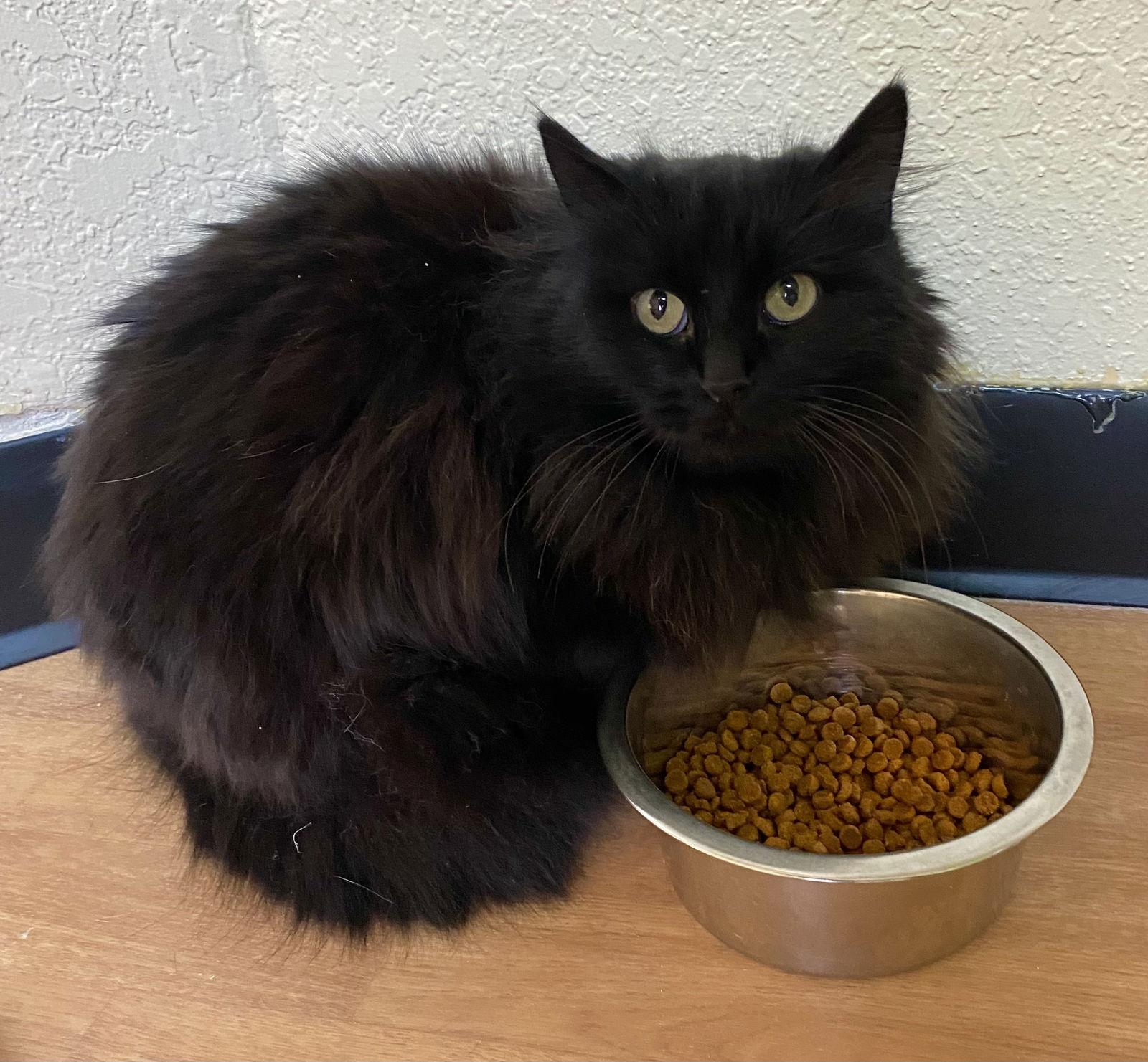 Remi, Adoptable, Adult Female Domestic Long Hair.