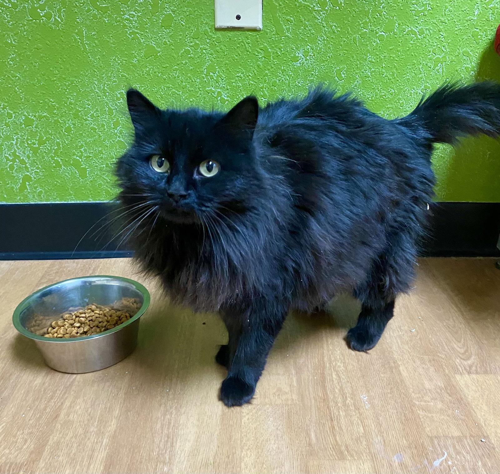 Remi, a Adoptable Domestic Long Hair in Fargo, ND image 2/2