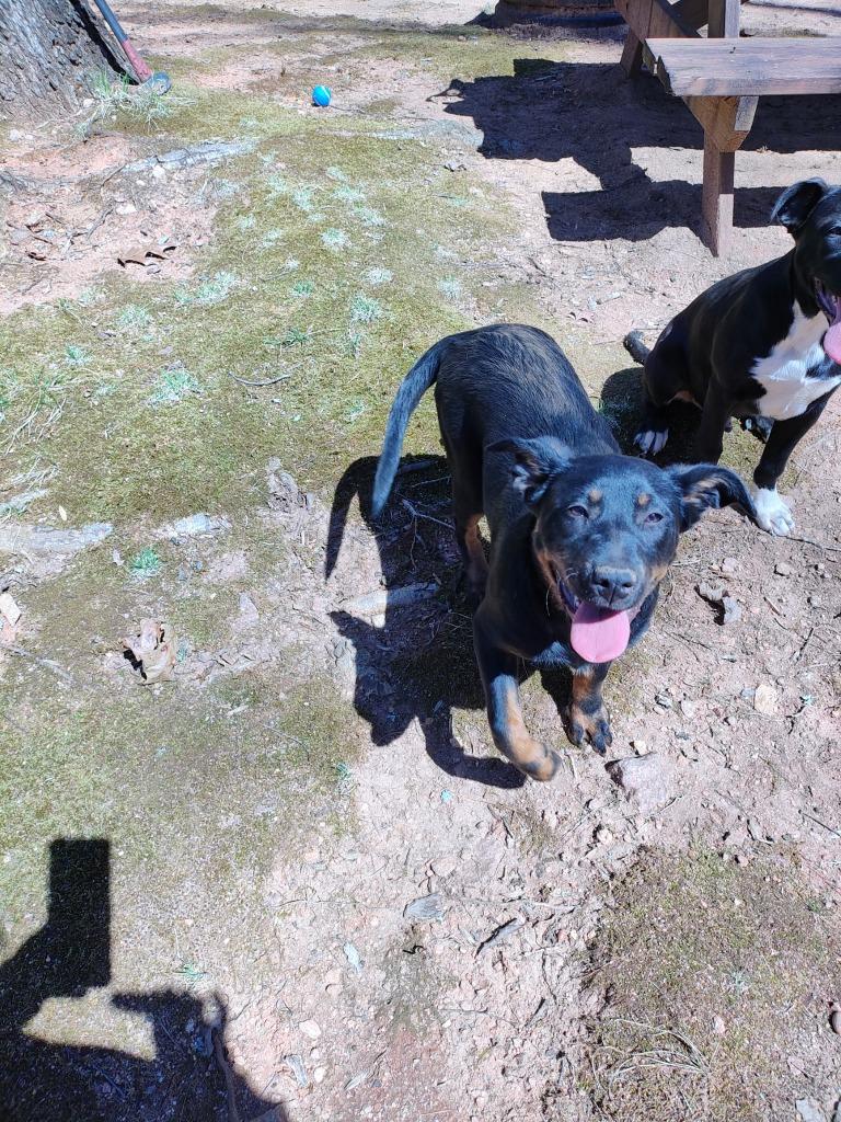 Male Pitweiler (Courtesy Post), a Adoptable mixed breed in Rutherfordton, NC image 1/2