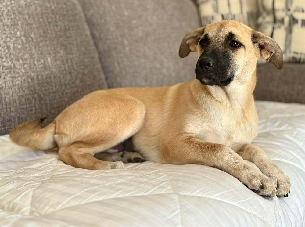 Beluga, Adoptable, Puppy Female Anatolian Shepherd.