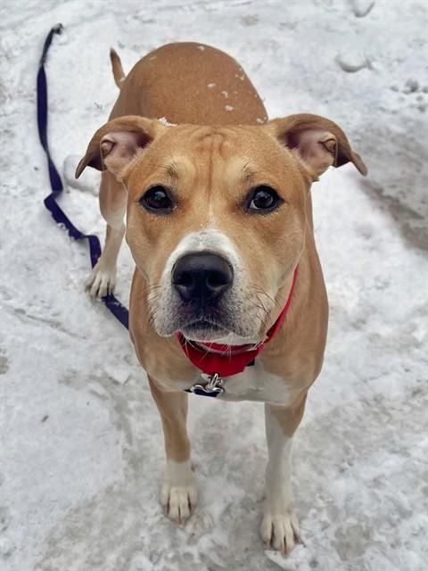 Enlarge LOOLA, a Adoptable mixed breed in Boston, MA image 1/1