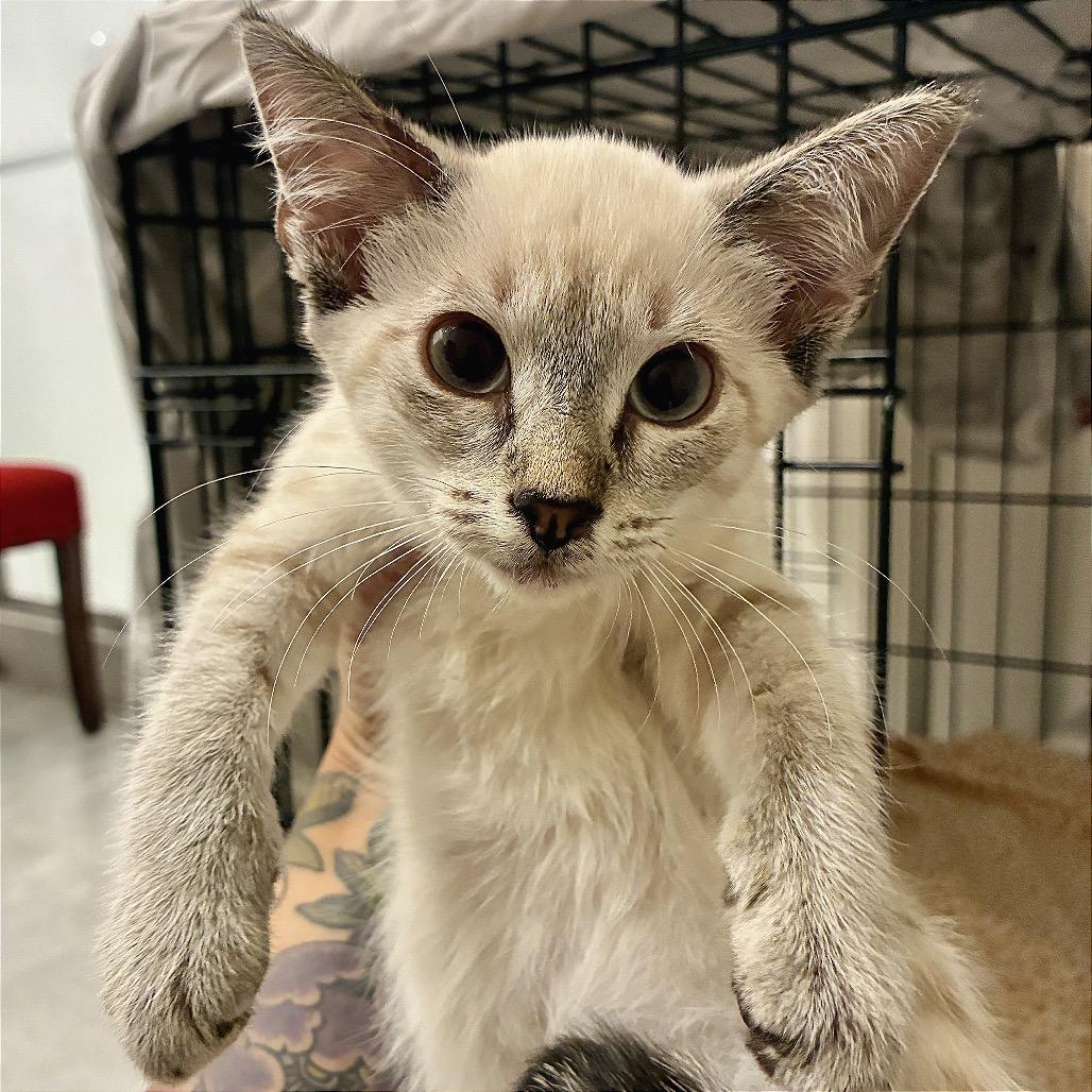 Kona, Adoptable, Kitten Female Domestic Short Hair.