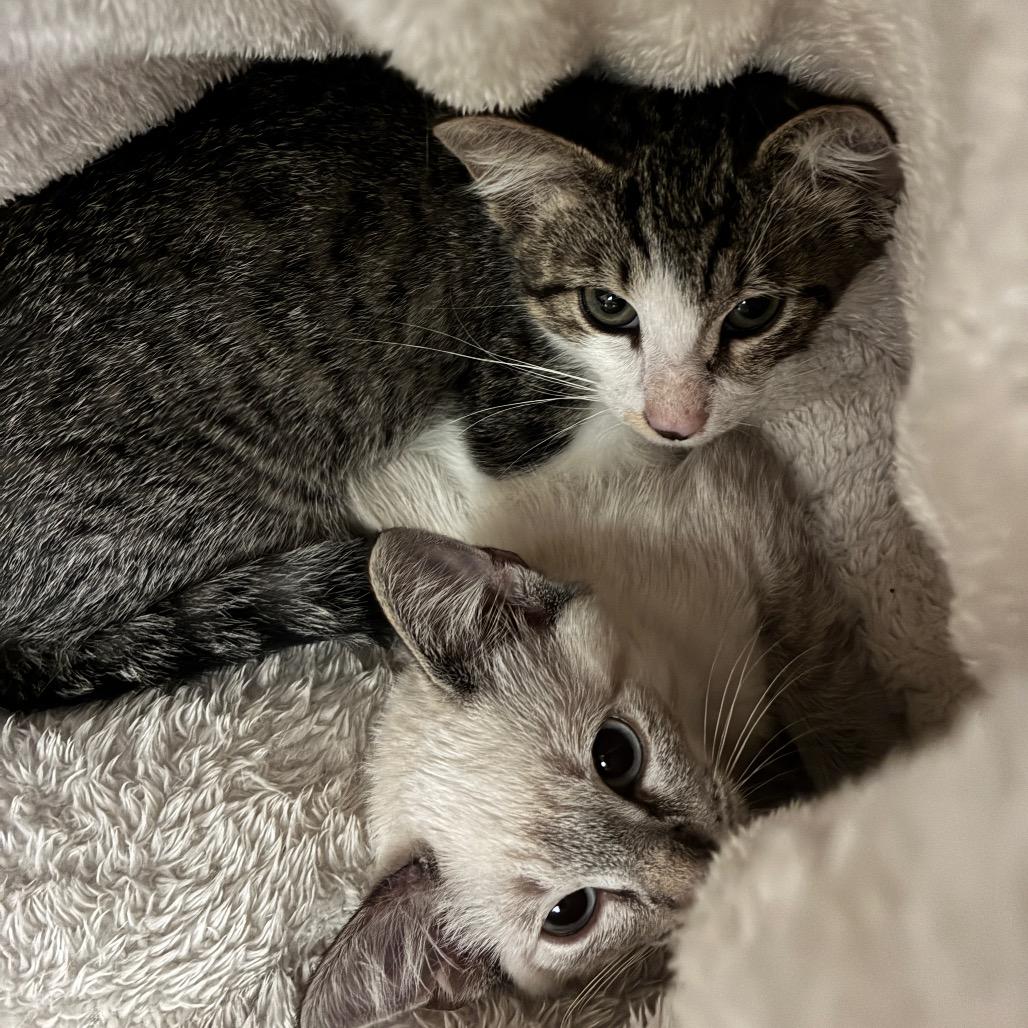 Enlarge Kona, a Adoptable Domestic Short Hair in Titusville, FL image 2/6