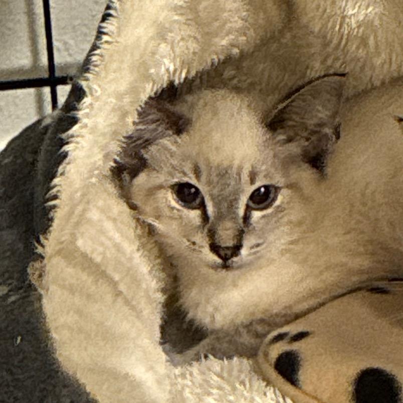 Enlarge Kona, a Adoptable Domestic Short Hair in Titusville, FL image 3/6