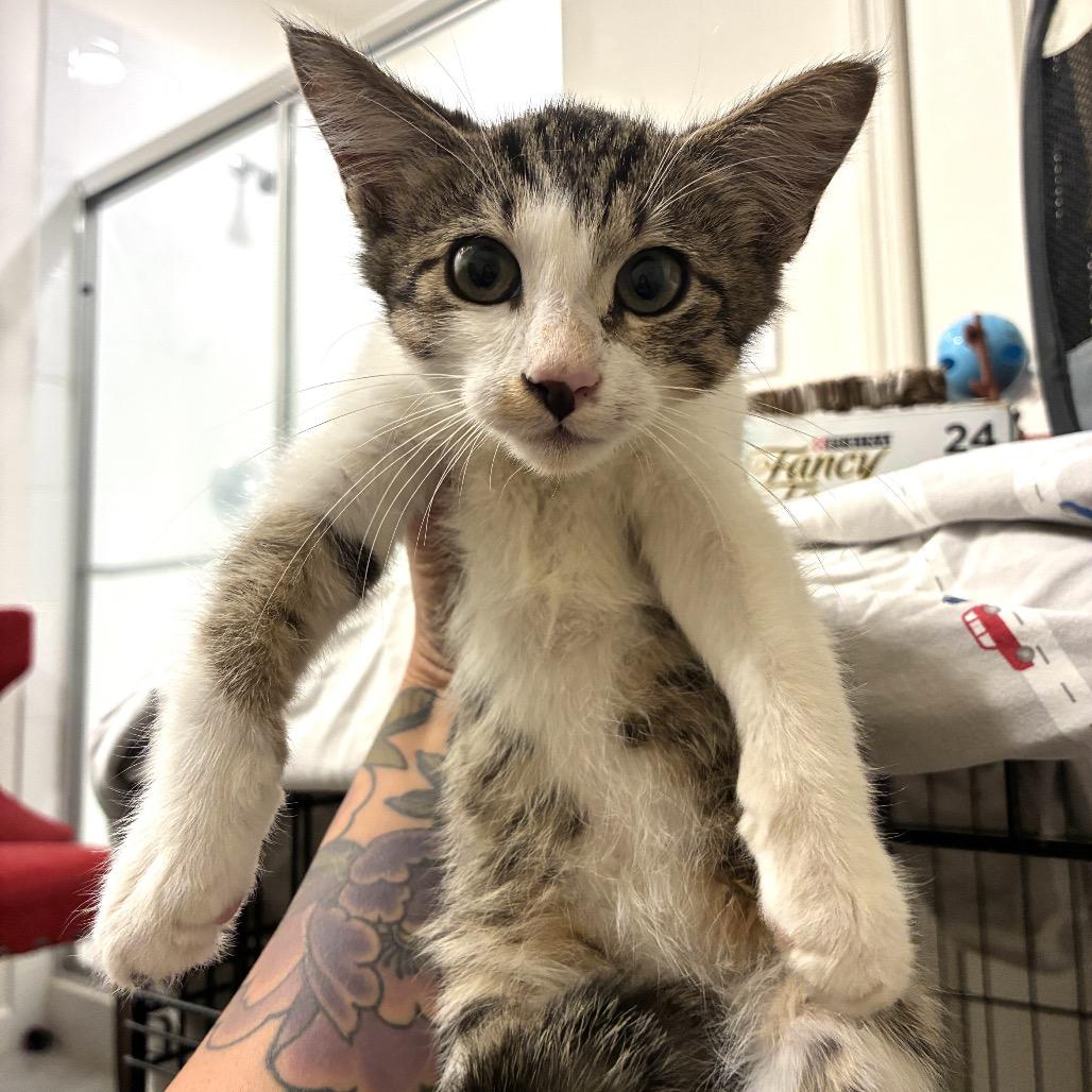 Enlarge Kona, a Adoptable Domestic Short Hair in Titusville, FL image 4/6