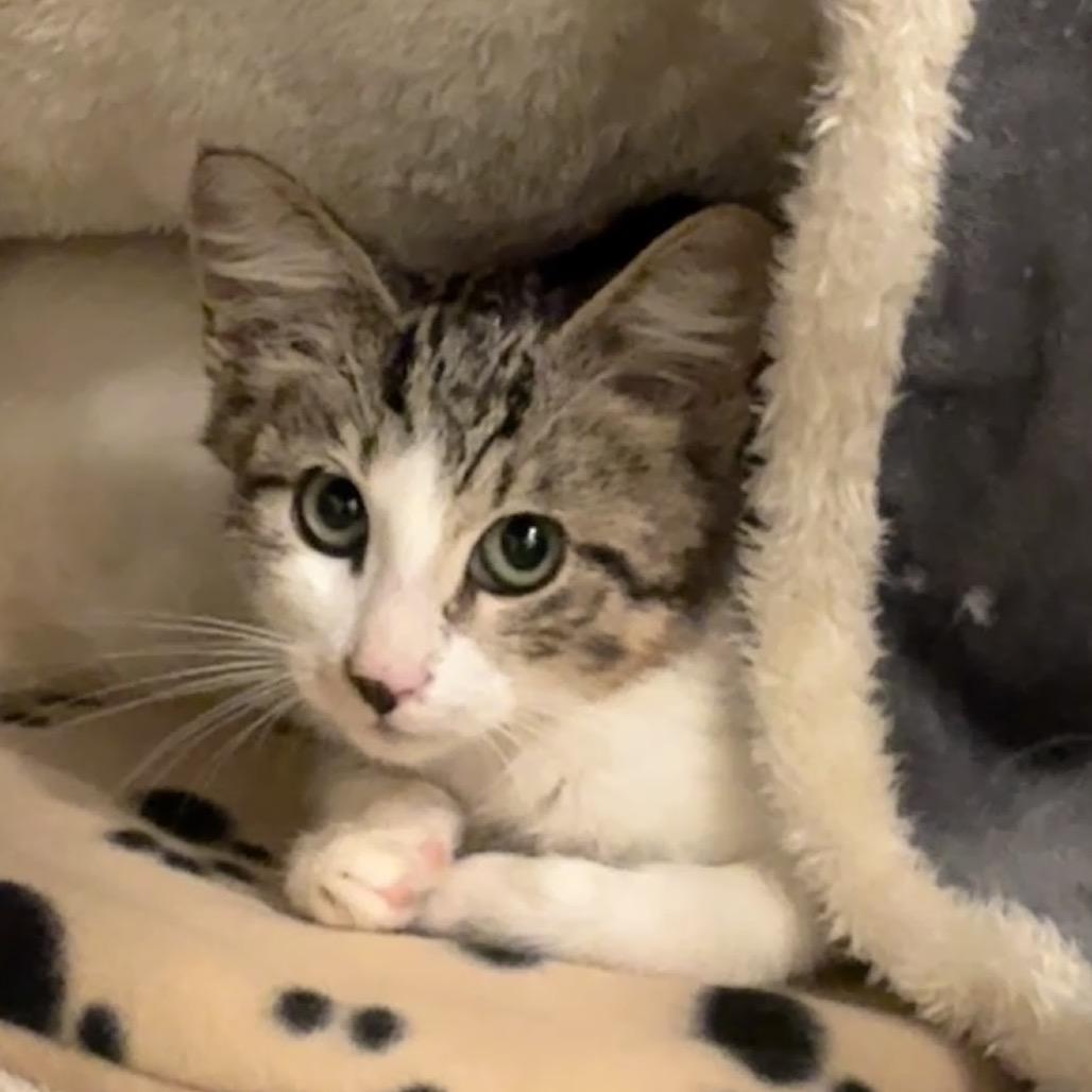Enlarge Kona, a Adoptable Domestic Short Hair in Titusville, FL image 5/6