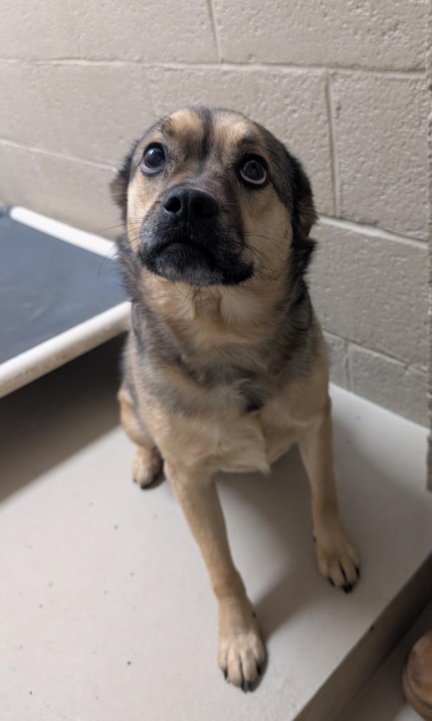 Sable, Adoptable, Adult Female Mixed Breed.