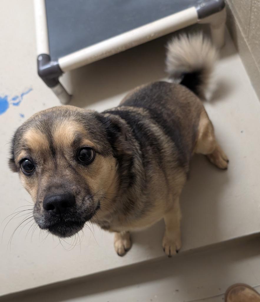 Enlarge Sable, a Adoptable mixed breed in Havre, MT image 2/2