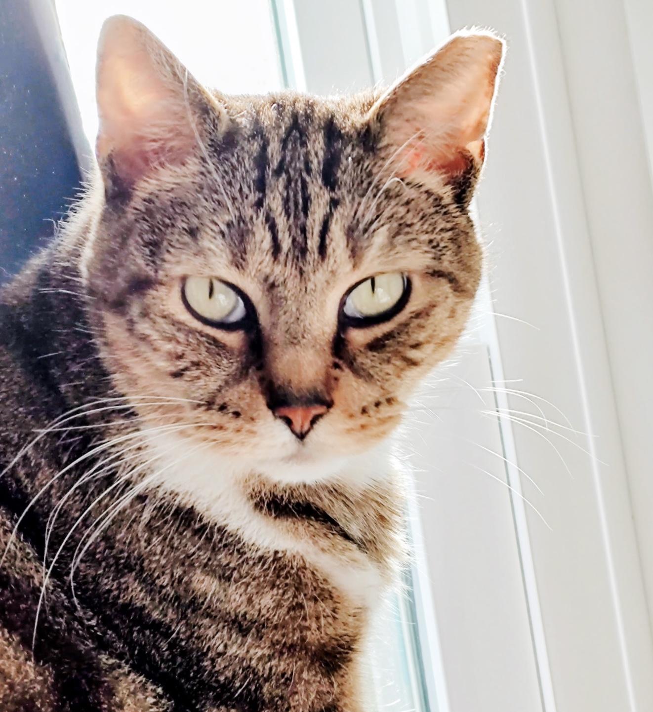 Enlarge Joe, a Adoptable mixed breed in Philadelphia, PA image 2/6