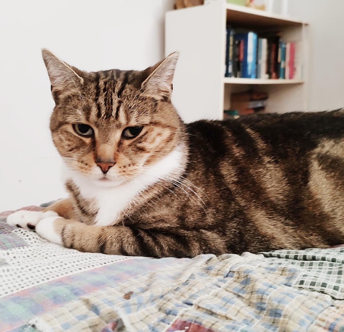 Enlarge Joe, a Adoptable mixed breed in Philadelphia, PA image 3/6