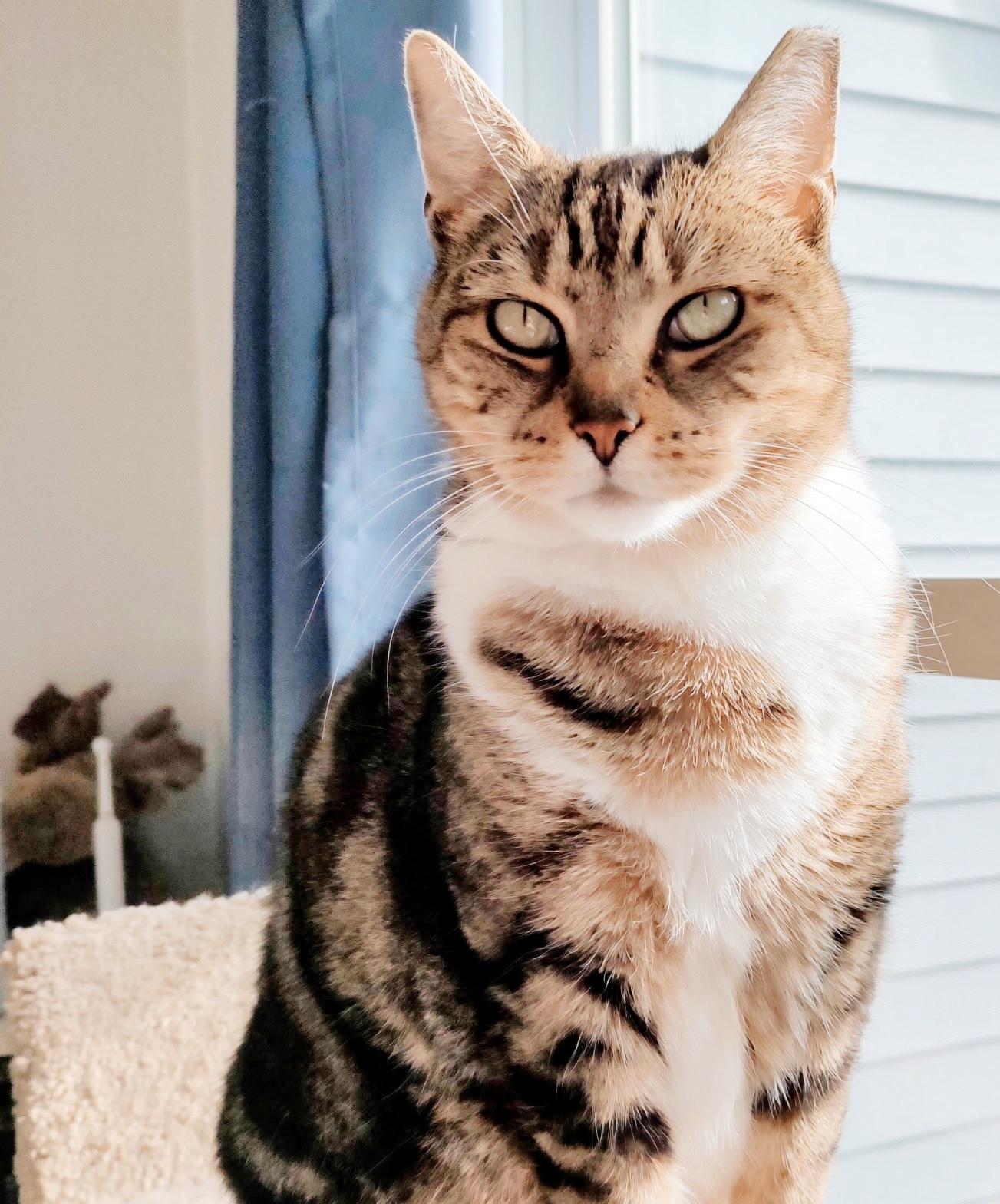 Joe, Adoptable, Senior Male Tabby & Calico.