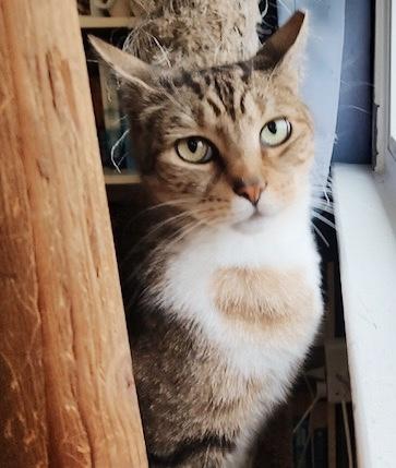 Joe, Adoptable, Senior Male Tabby & Calico.