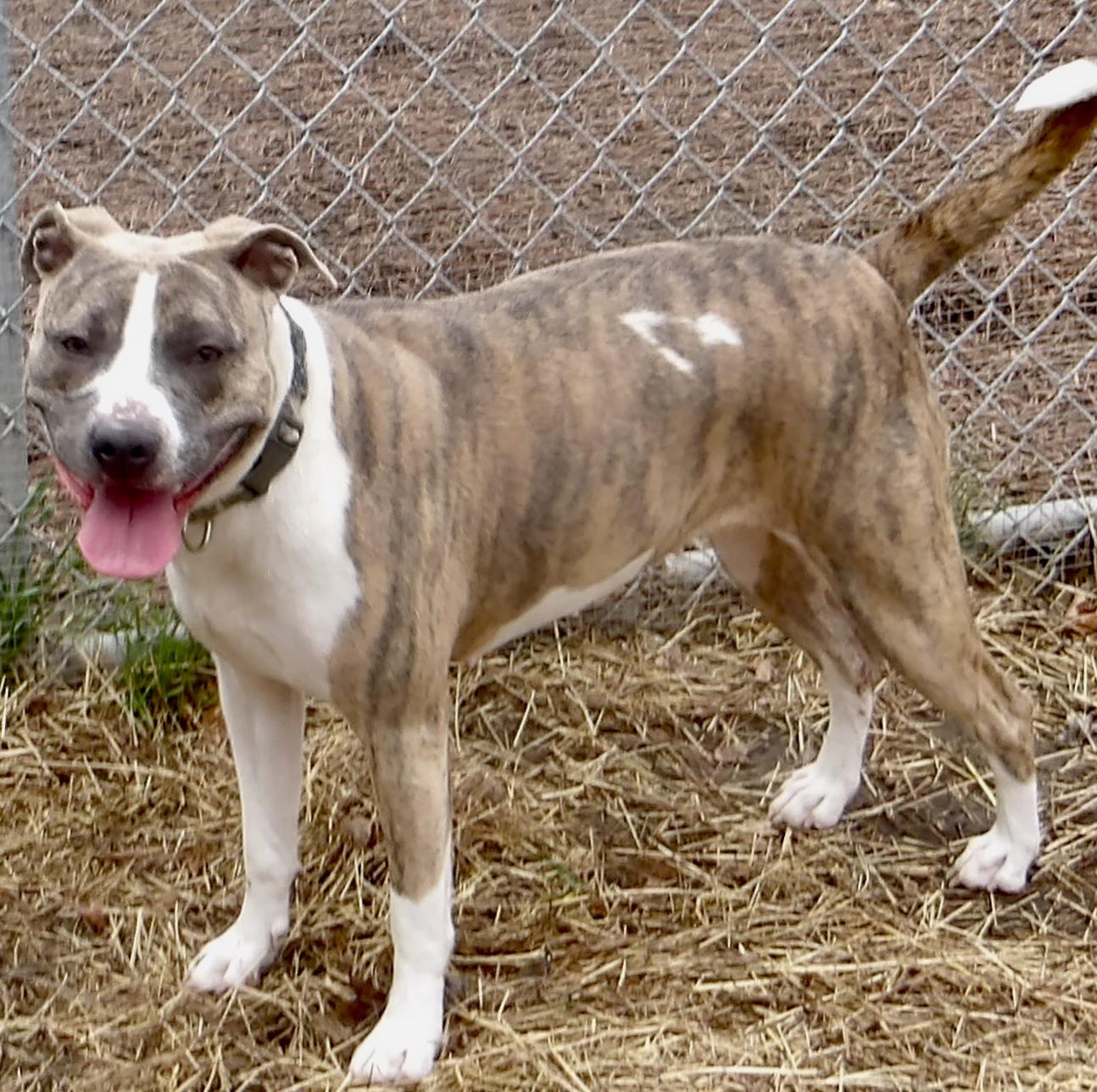 Enlarge Sadie, an adoptable Pit Bull Terrier in Gloucester, VA image 3/5