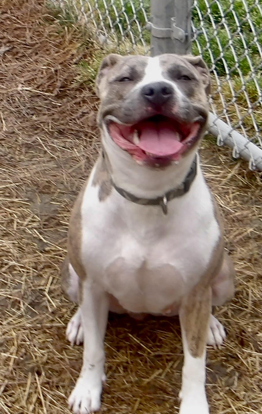 Enlarge Sadie, an adoptable Pit Bull Terrier in Gloucester, VA image 5/5