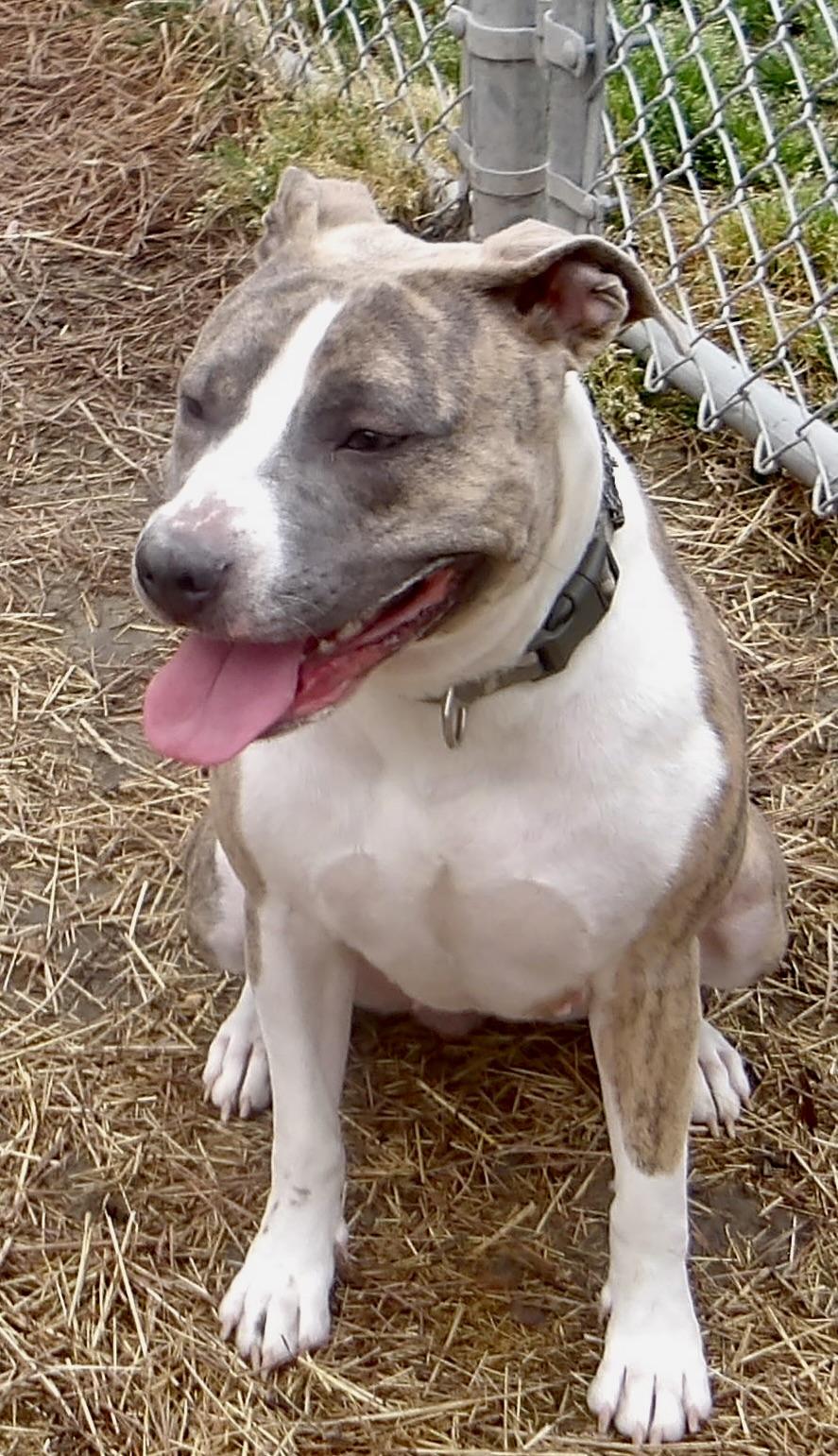 Enlarge Sadie, an adoptable Pit Bull Terrier in Gloucester, VA image 4/5