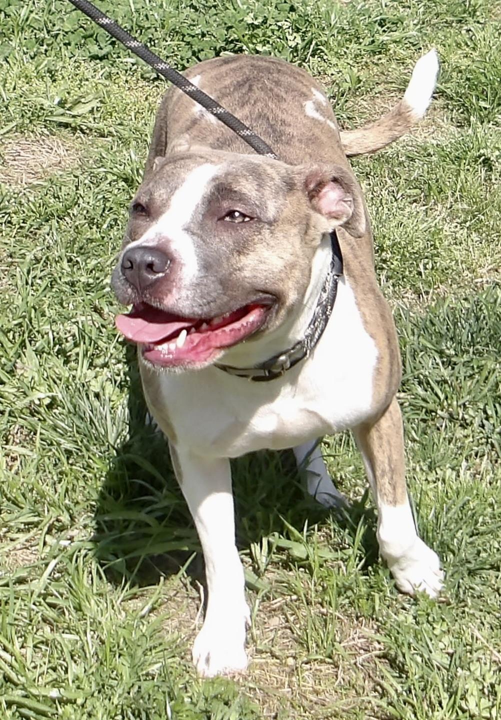 Enlarge Sadie, an adoptable Pit Bull Terrier in Gloucester, VA image 2/5