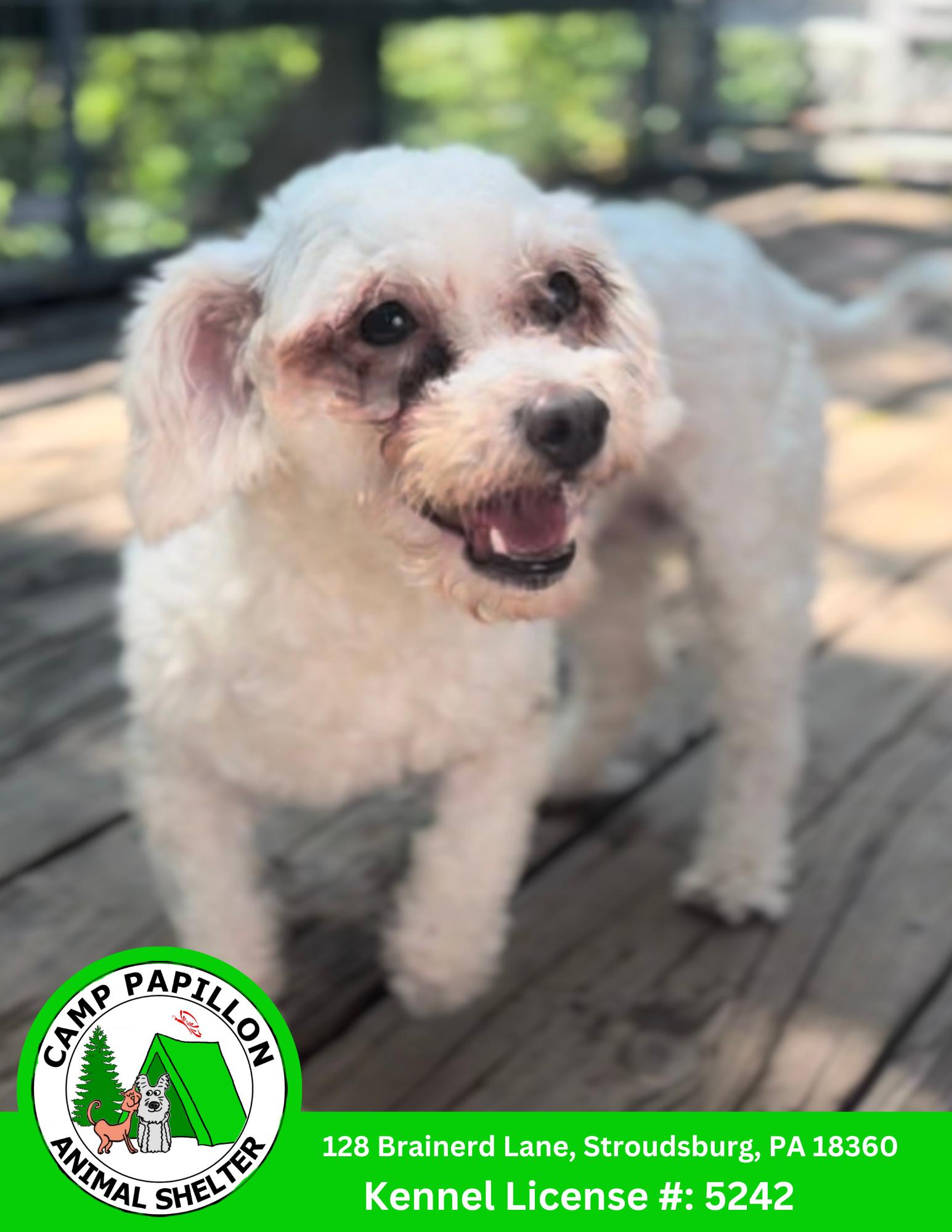 Sophia, Adoptable, Young Female Bichon Frise.