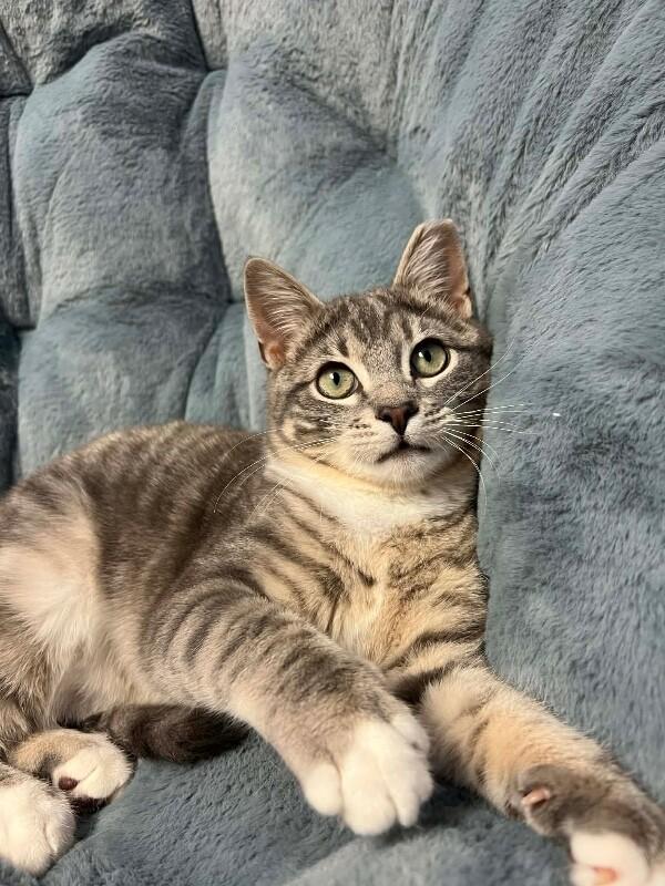 Enlarge Chili, a Adoptable Domestic Short Hair in North Babylon, NY image 1/6