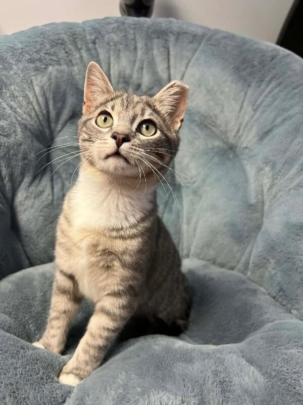 Enlarge Chili, a Adoptable Domestic Short Hair in North Babylon, NY image 2/6