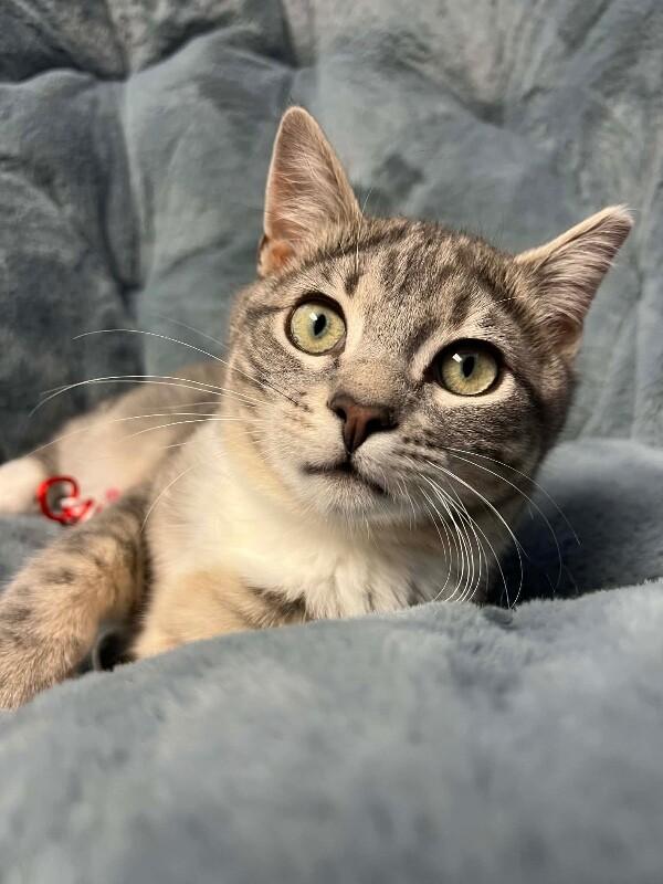 Enlarge Chili, a Adoptable Domestic Short Hair in North Babylon, NY image 3/6