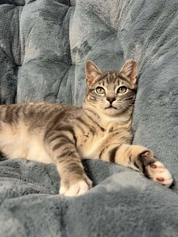 Enlarge Chili, a Adoptable Domestic Short Hair in North Babylon, NY image 4/6