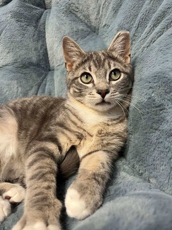 Enlarge Chili, a Adoptable Domestic Short Hair in North Babylon, NY image 5/6