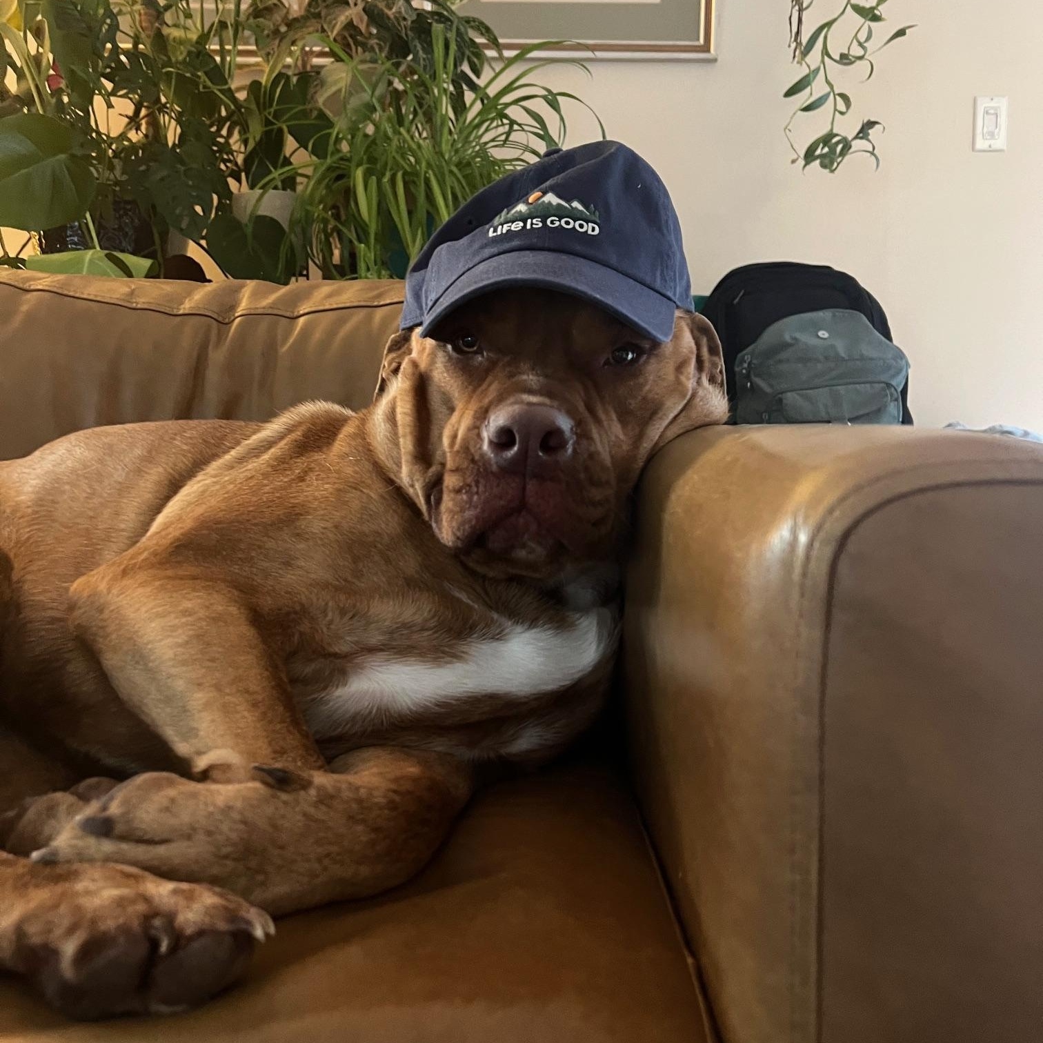 Enlarge Juice, a Adoptable Mastiff in East Haddam, CT image 2/4