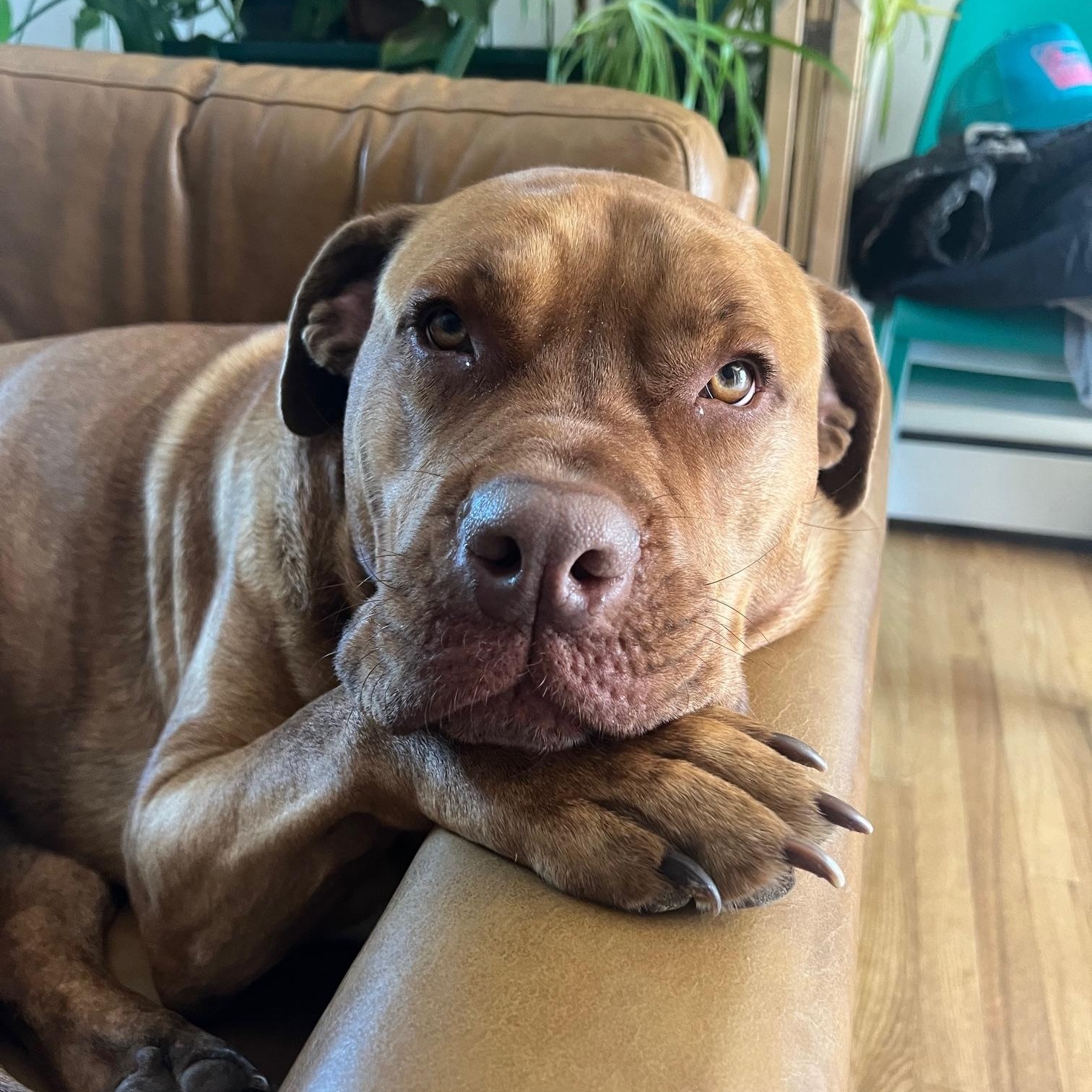 Enlarge Juice, a Adoptable Mastiff in East Haddam, CT image 3/4