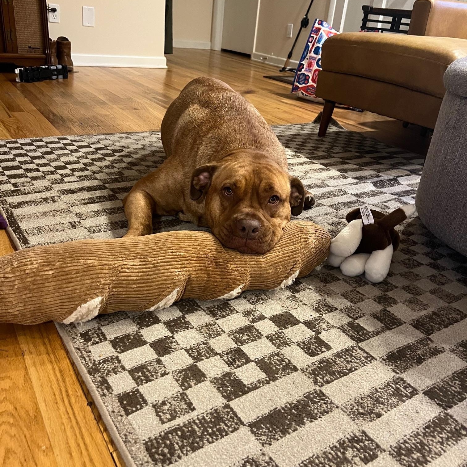 Enlarge Juice, a Adoptable Mastiff in East Haddam, CT image 4/4