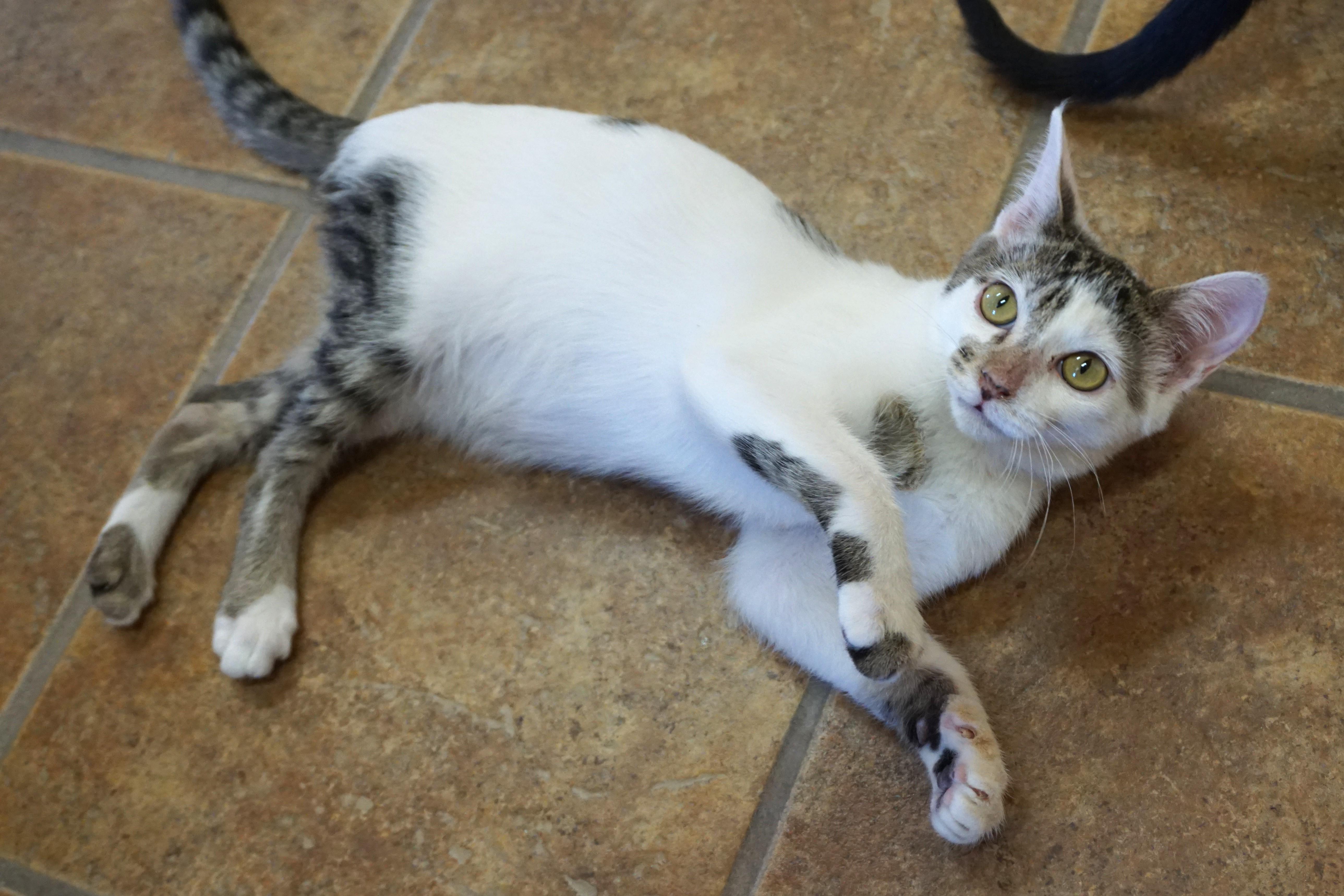 Enlarge Two Step, an adopted Domestic Short Hair in Fountain Hills, AZ image 3/5