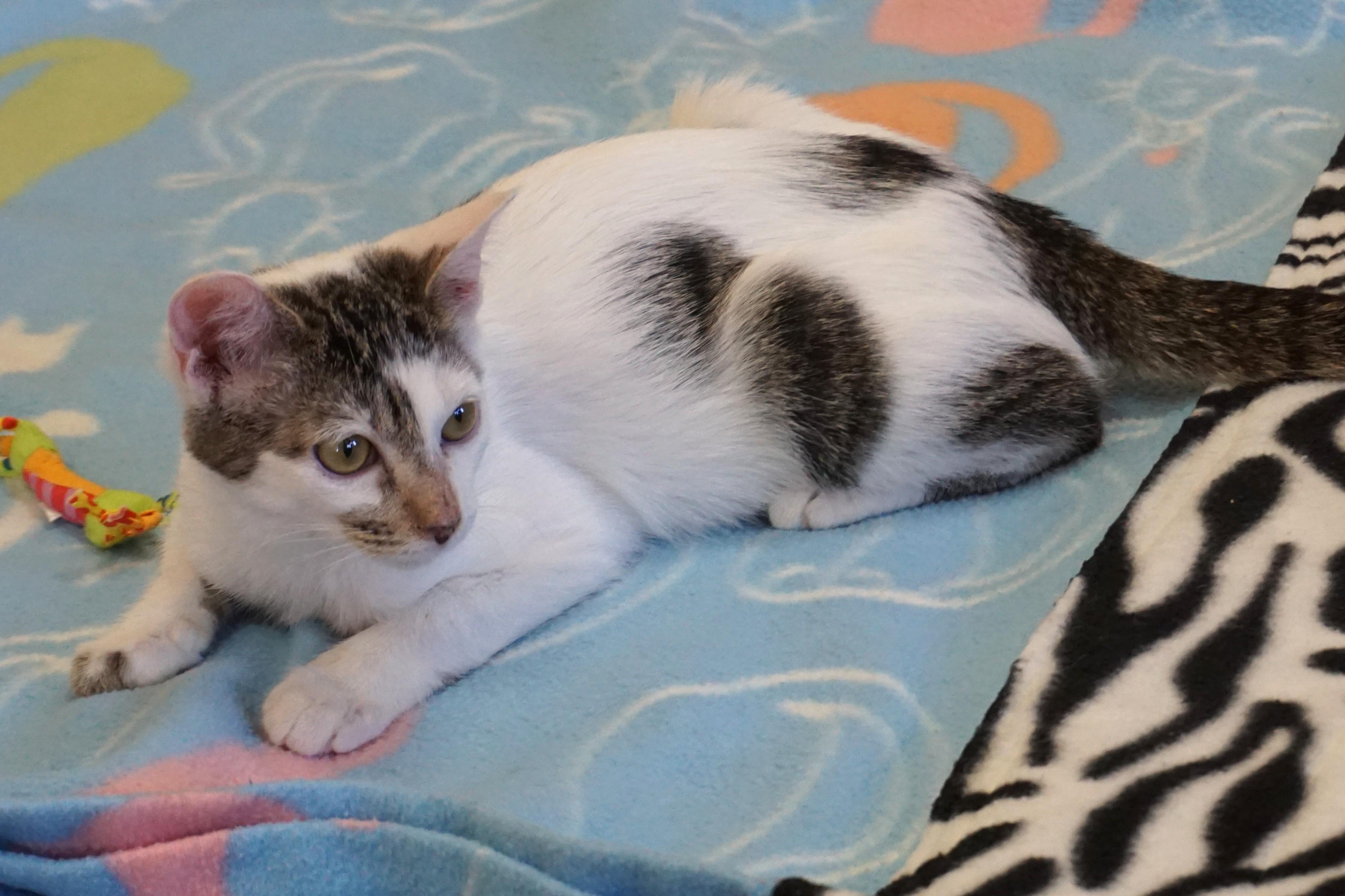 Enlarge Two Step, an adopted Domestic Short Hair in Fountain Hills, AZ image 4/5