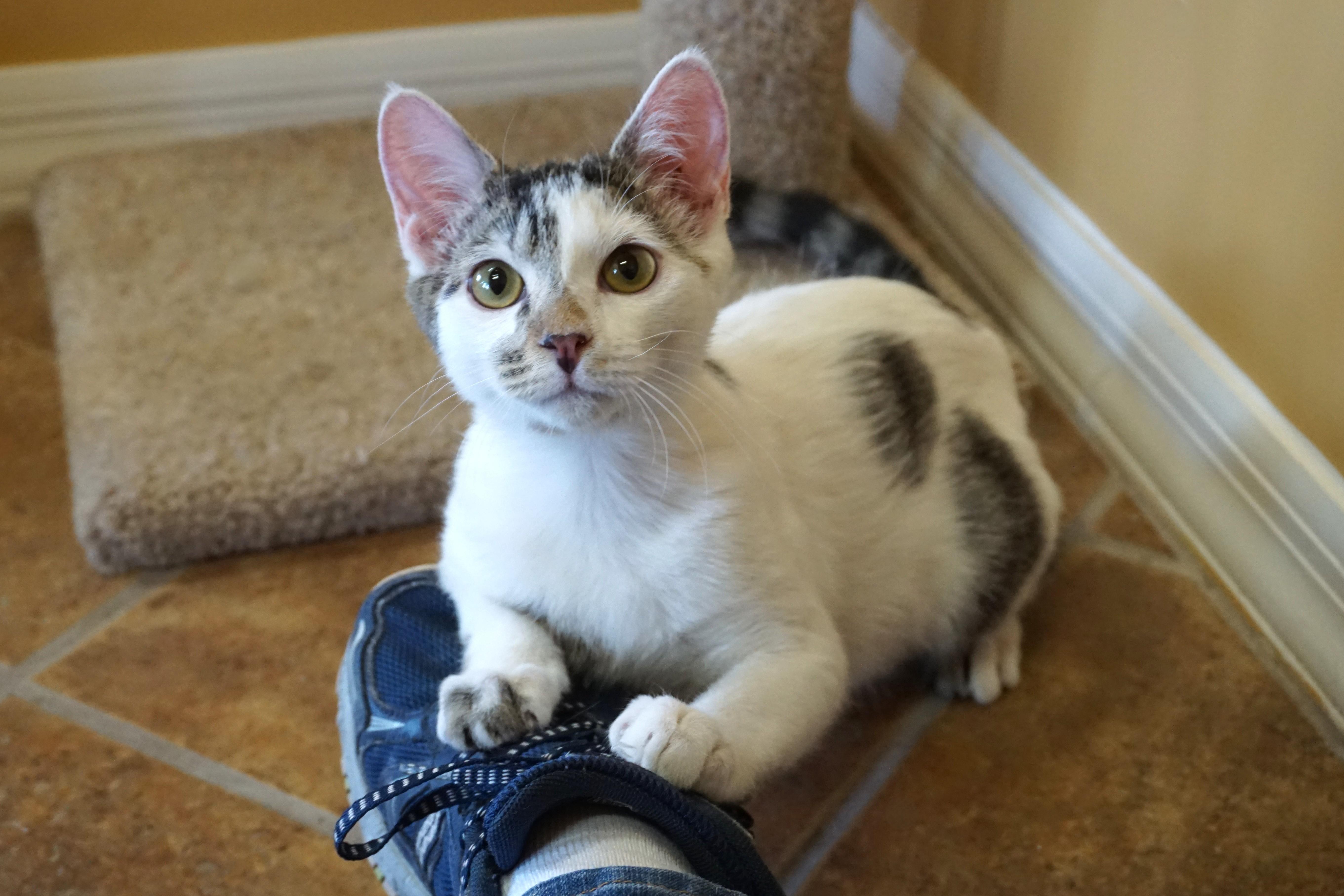 Enlarge Two Step, an adopted Domestic Short Hair in Fountain Hills, AZ image 2/5