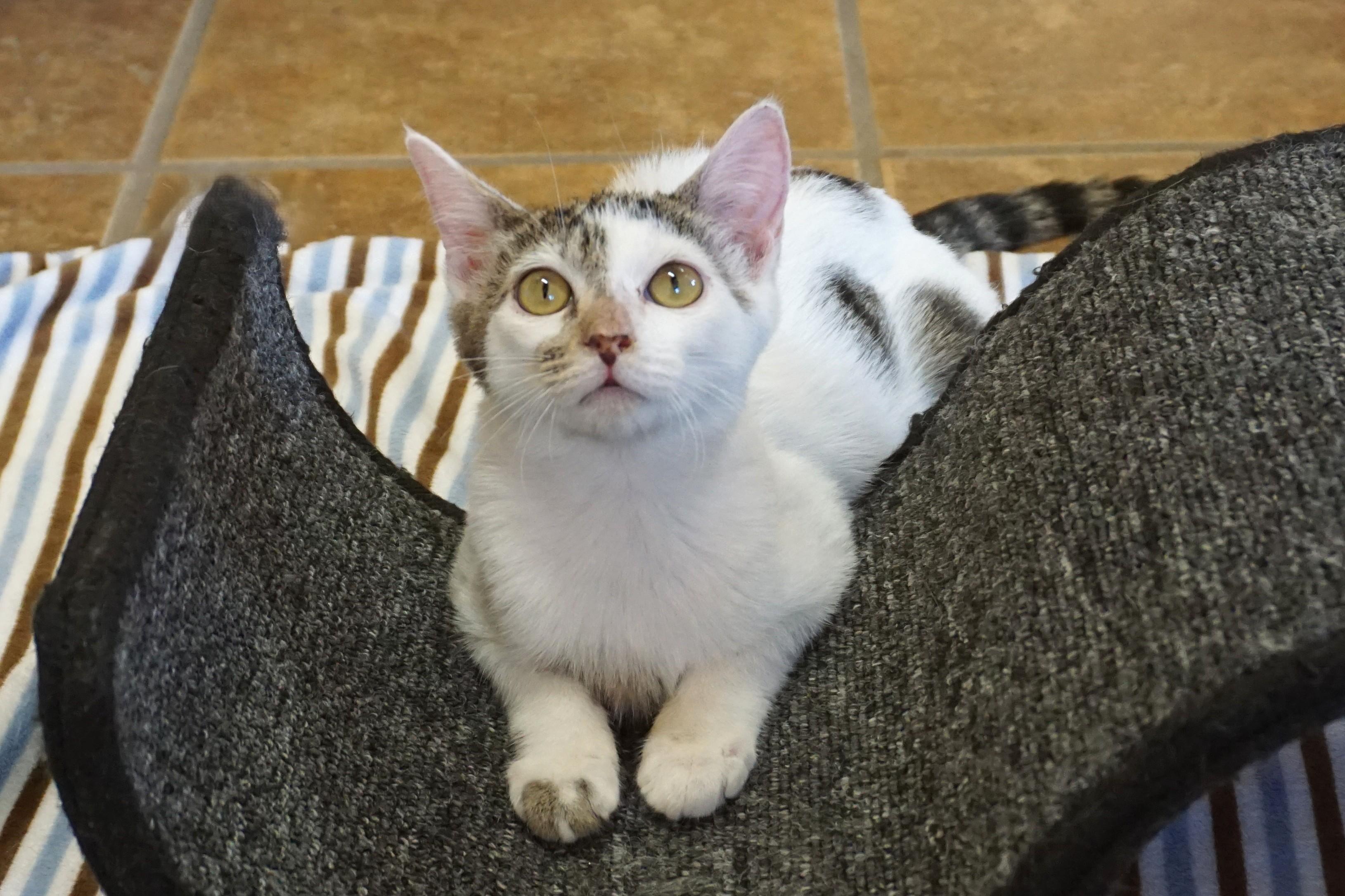 Enlarge Two Step, an adopted Domestic Short Hair in Fountain Hills, AZ image 5/5