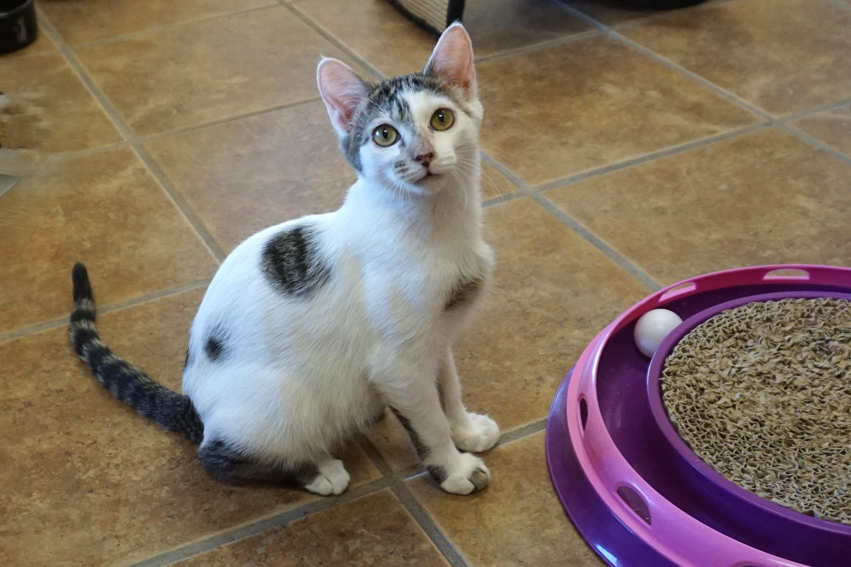 Two Step, adopted, Kitten Male Domestic Short Hair.