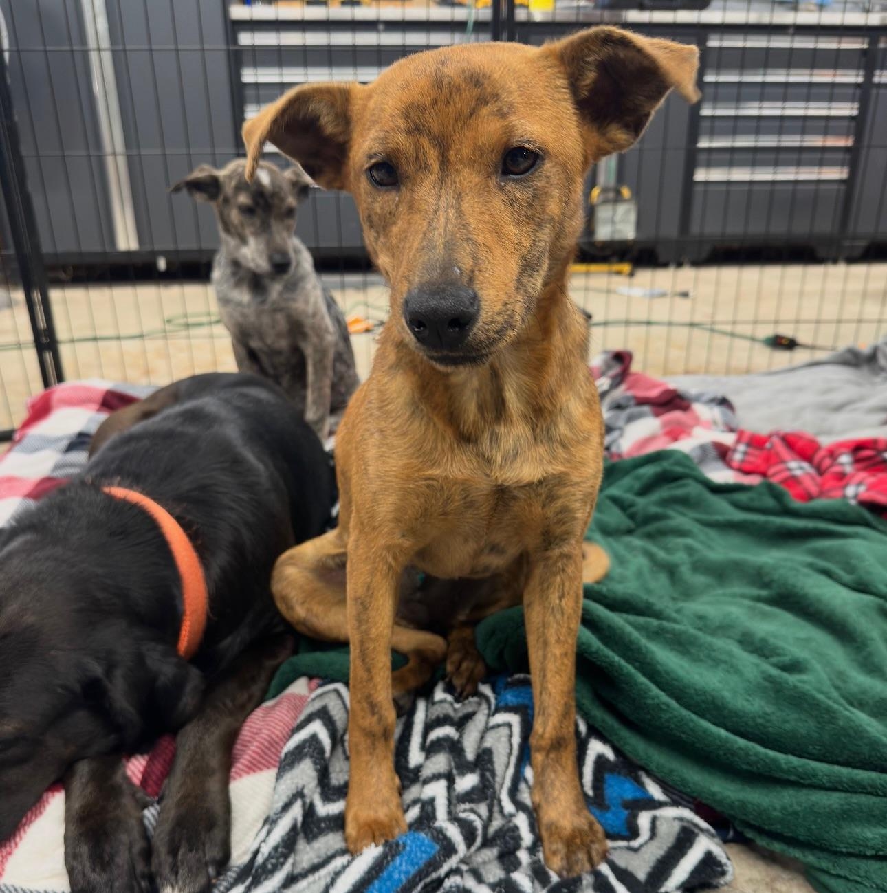 Enlarge Maple, a ADOPTABLE mixed breed in Salem, NH image 1/2