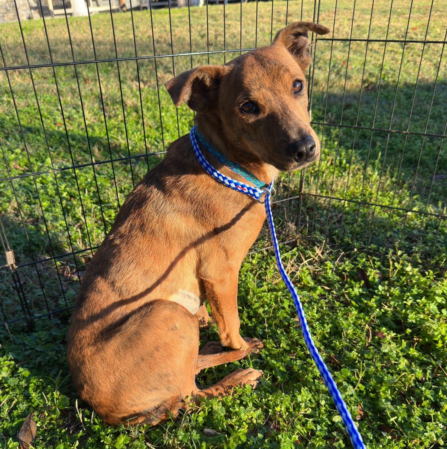 Enlarge Maple, a ADOPTABLE mixed breed in Salem, NH image 2/2