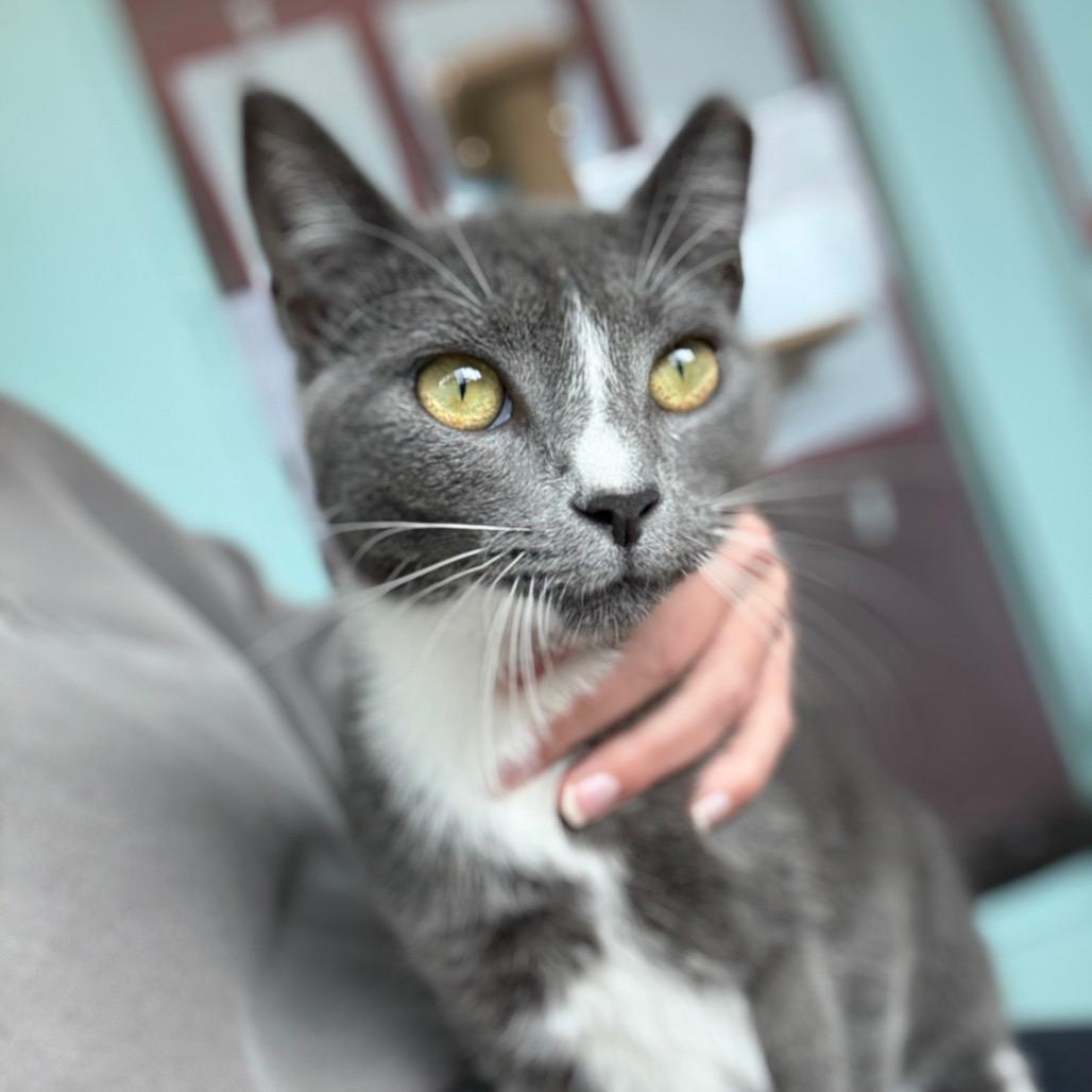 Enlarge Kilian, a Adoptable Domestic Short Hair in Port Richey, FL image 1/6