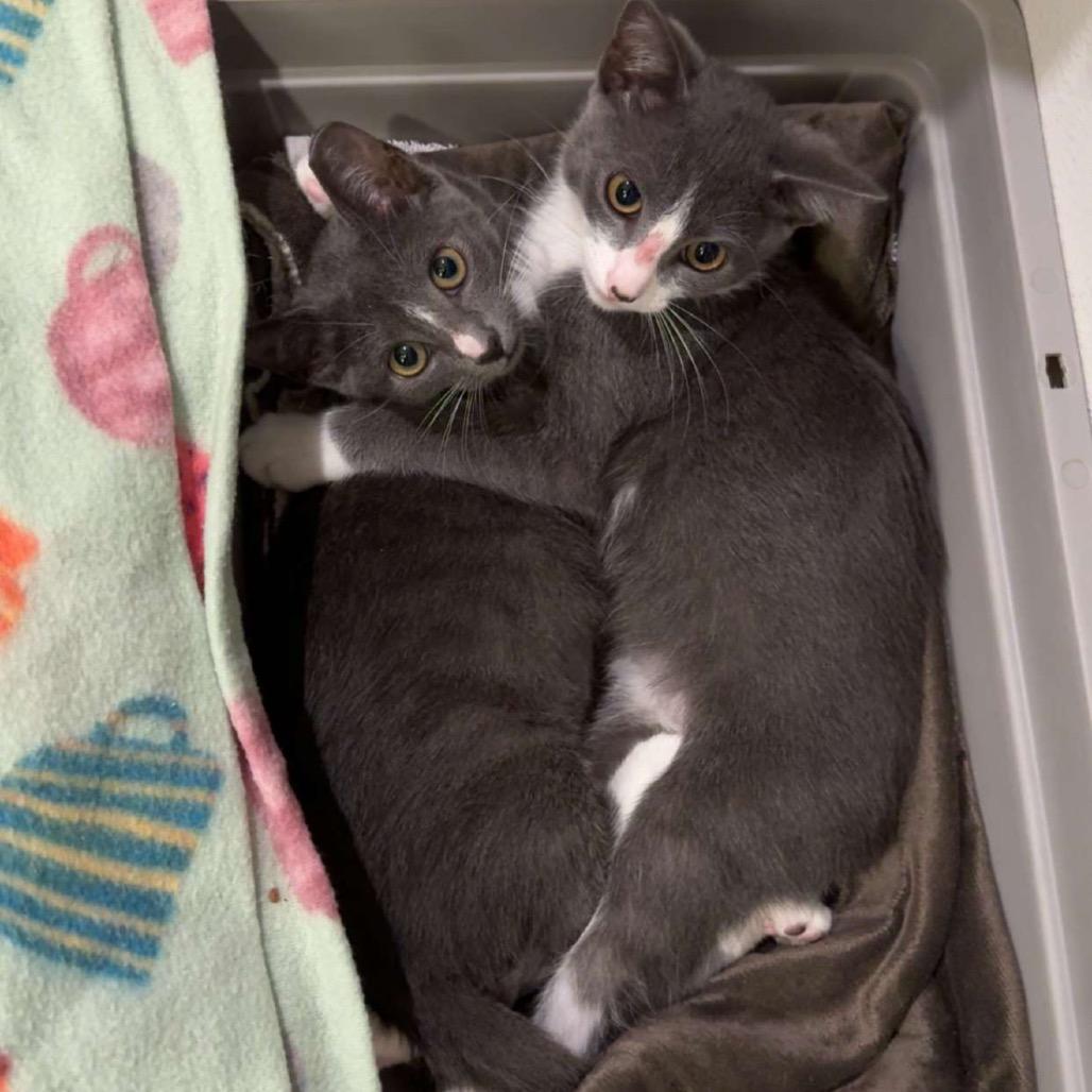 Enlarge Kilian, a Adoptable Domestic Short Hair in Port Richey, FL image 1/6