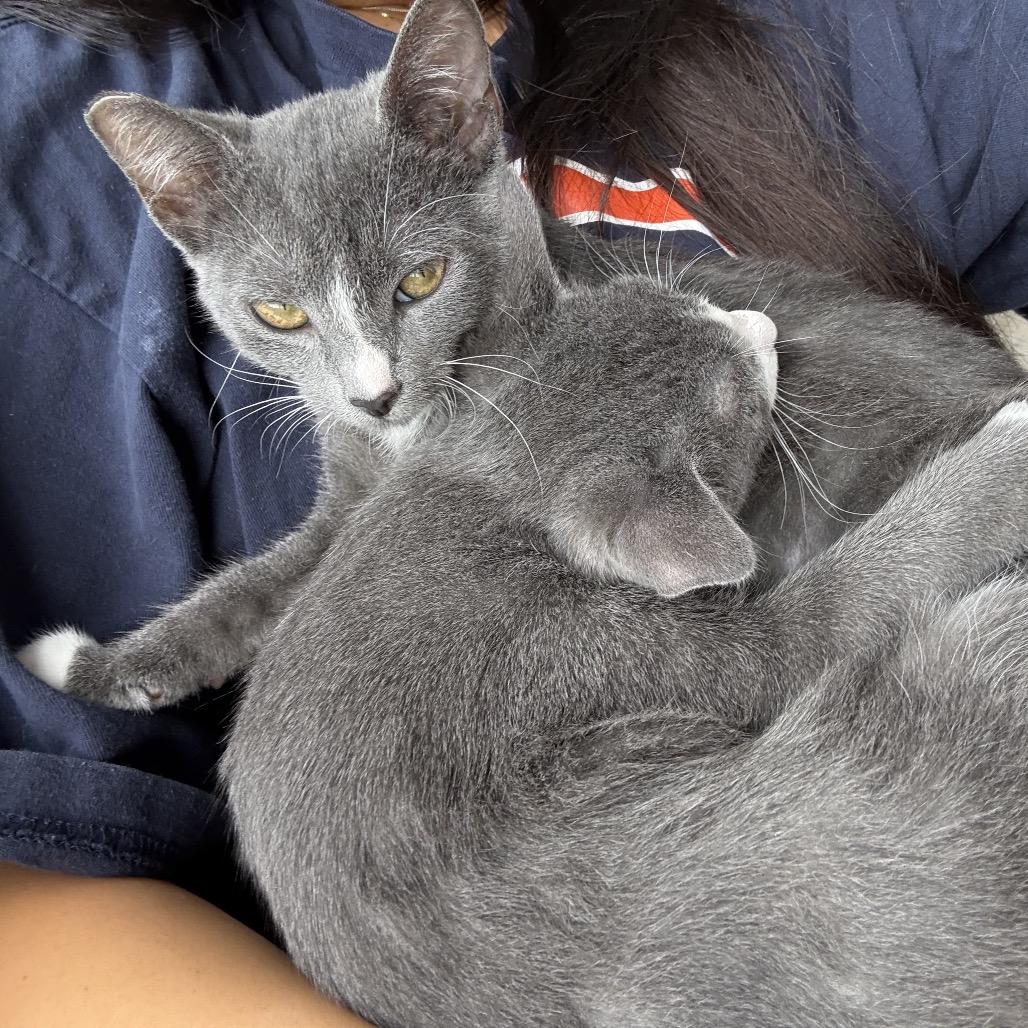 Enlarge Kilian, a Adoptable Domestic Short Hair in Port Richey, FL image 2/6