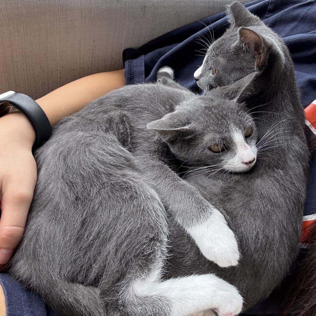 Enlarge Kilian, a Adoptable Domestic Short Hair in Port Richey, FL image 3/6