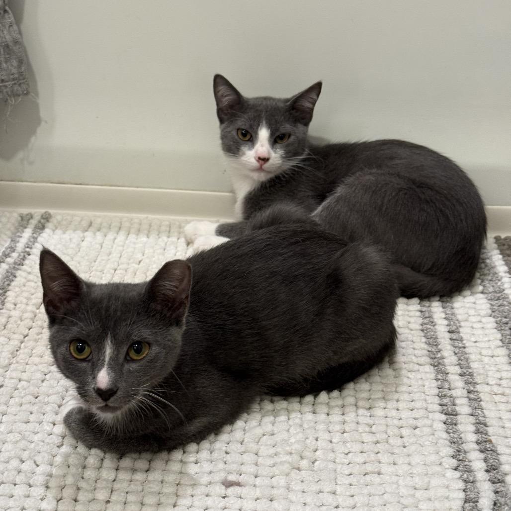 Enlarge Kilian, a Adoptable Domestic Short Hair in Port Richey, FL image 4/6