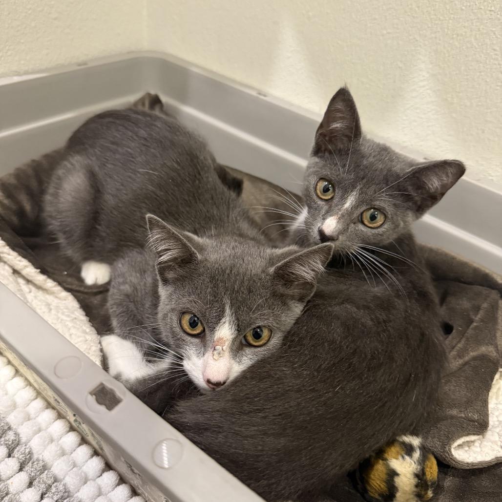 Enlarge Kilian, a Adoptable Domestic Short Hair in Port Richey, FL image 6/6