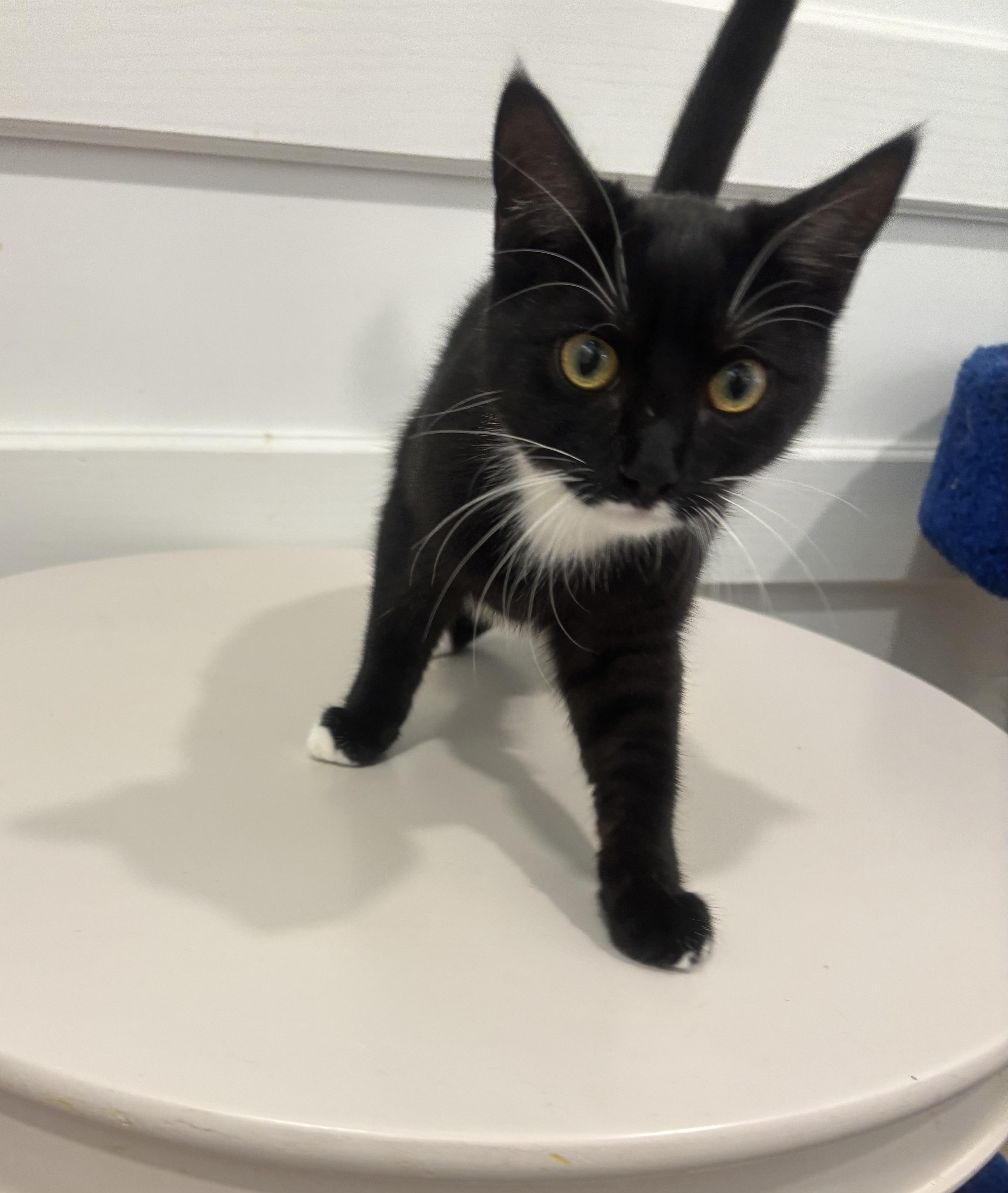 Petey, adopted, Young Male Domestic Short Hair.