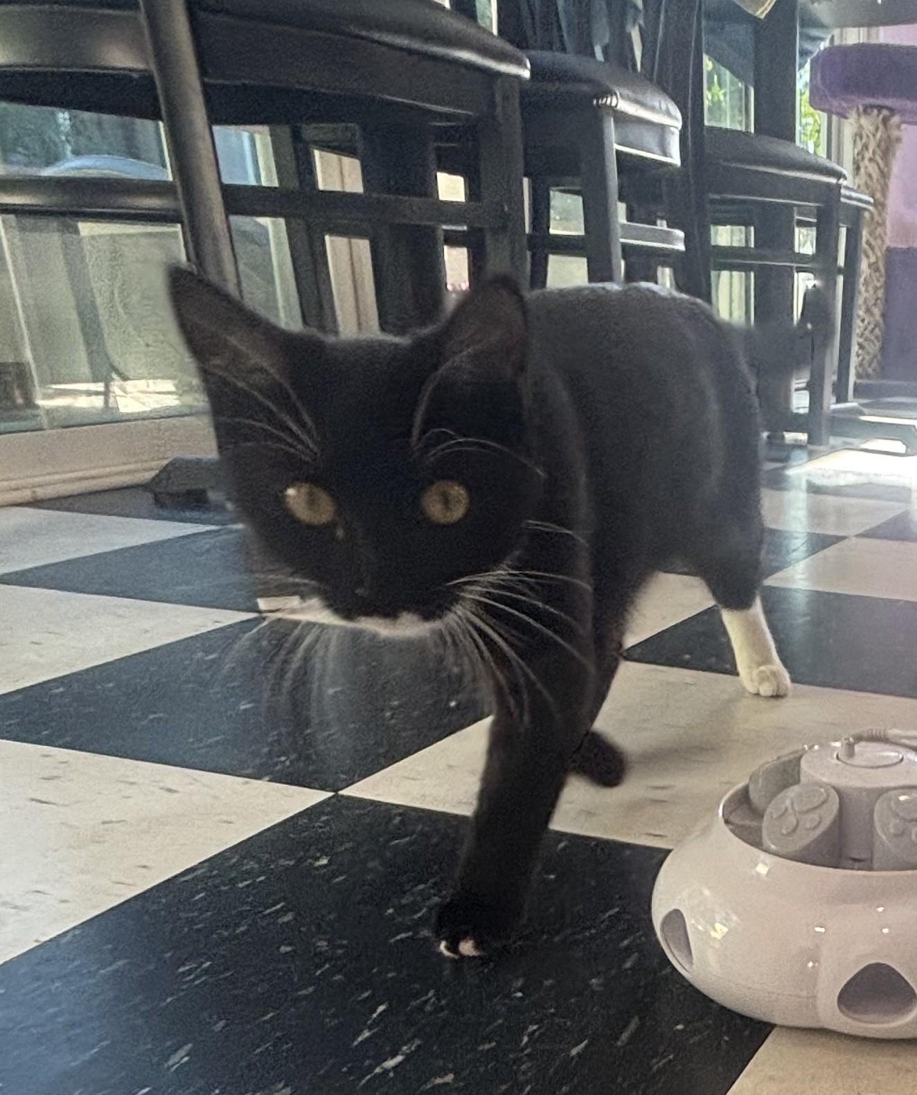 Enlarge Petey, an adopted Domestic Short Hair in Whittier, CA image 4/5