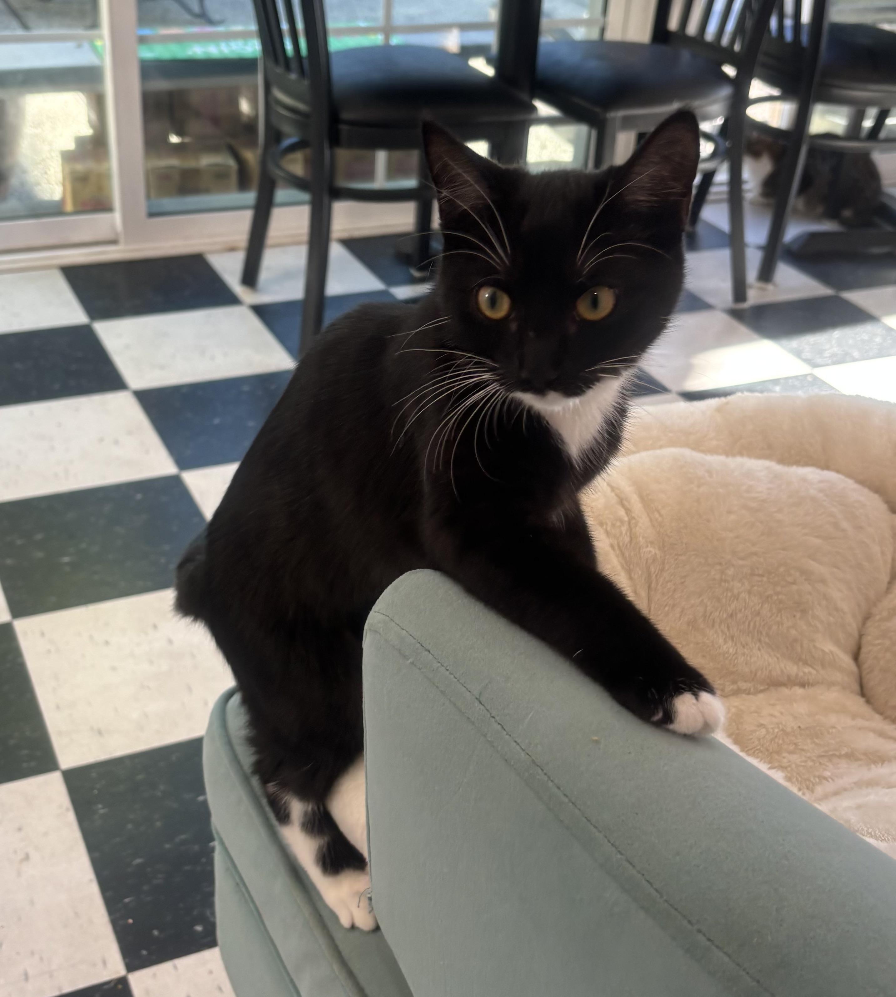 Enlarge Petey, an adopted Domestic Short Hair in Whittier, CA image 2/5