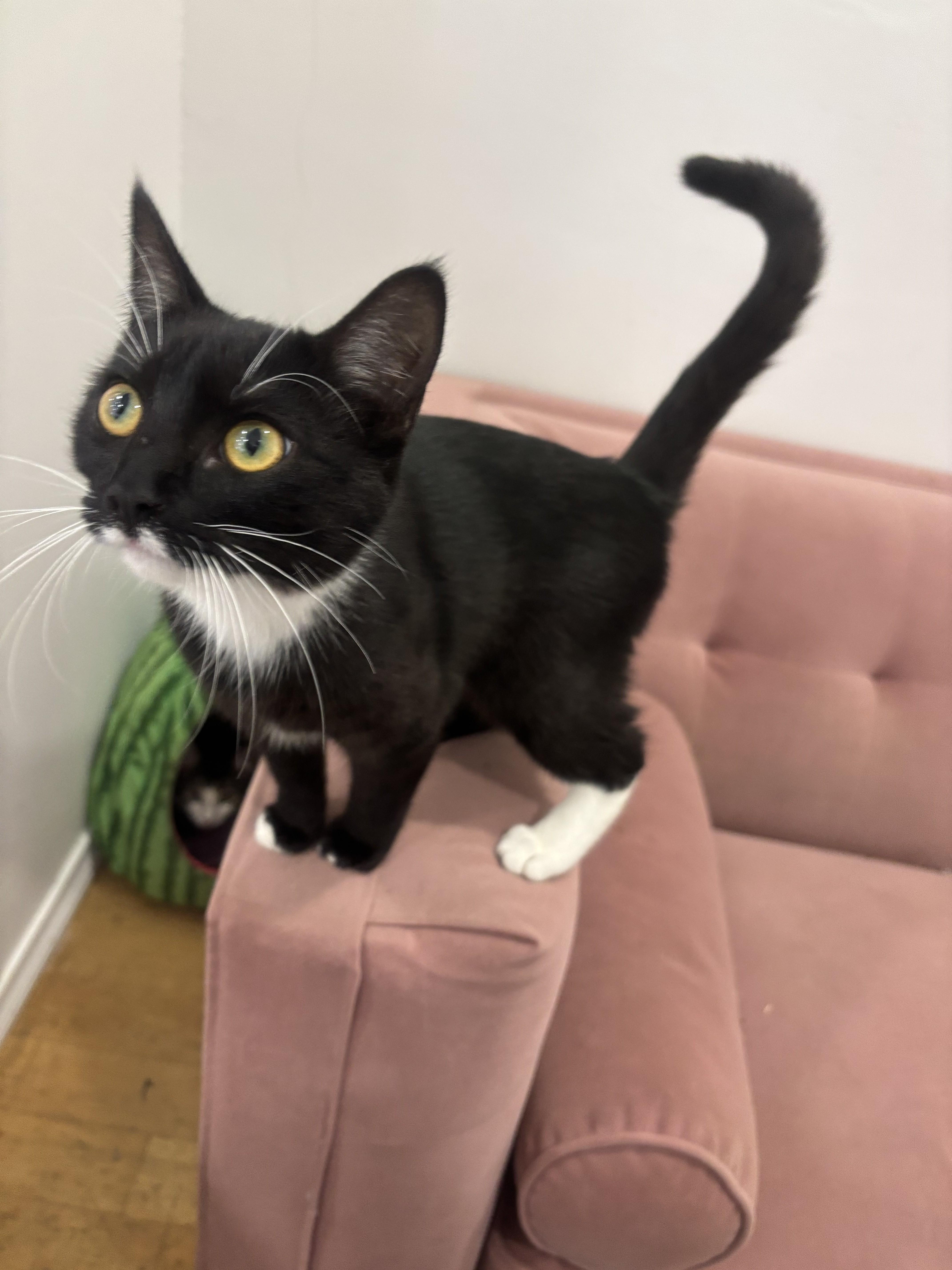 Enlarge Petey, an adopted Domestic Short Hair in Whittier, CA image 5/5