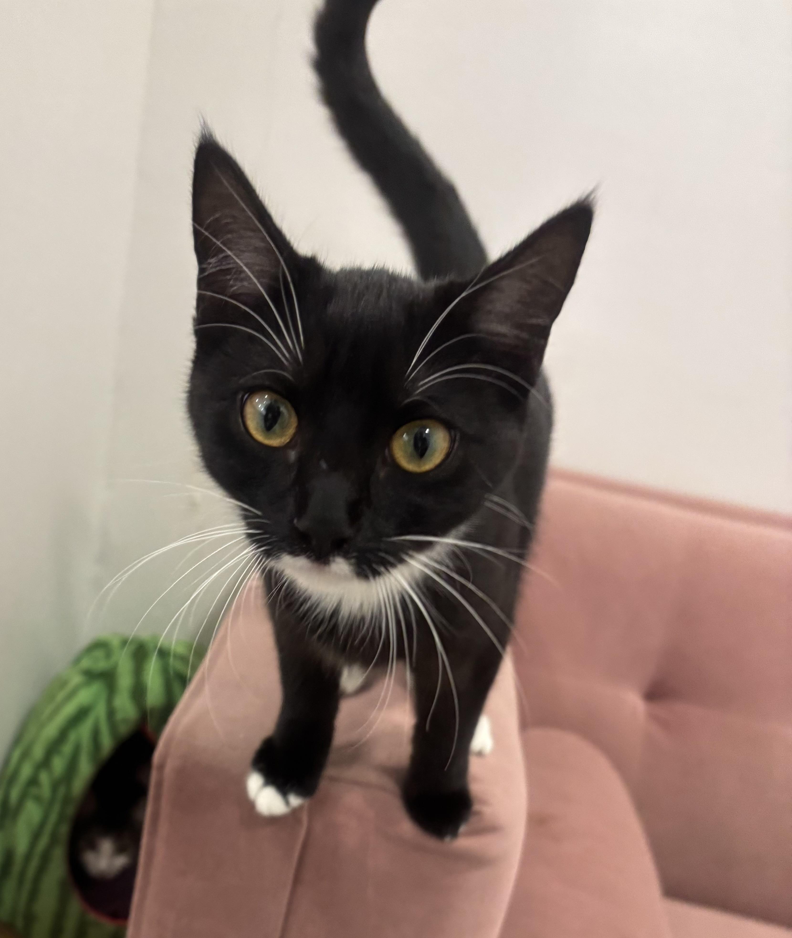 Enlarge Petey, an adopted Domestic Short Hair in Whittier, CA image 3/5