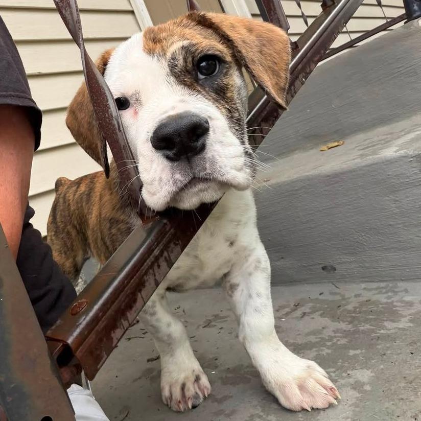 Enlarge Buzz Lightyear, a Adoptable mixed breed in Columbus, OH image 5/5